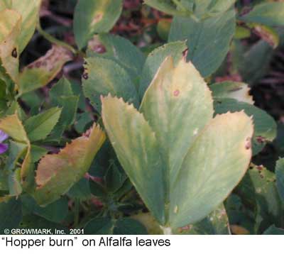 hopper-burn.jpg hopper-burn.jpg